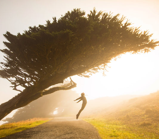 Best Adaptogens and Fungi for Increasing Energy